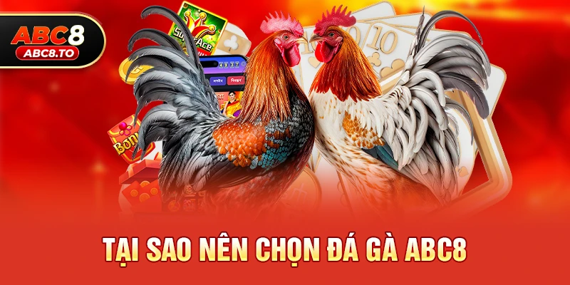 Đá gà abc8 1 Tại sao nên chọn Đá gà abc8